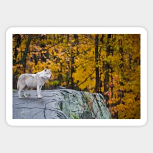 Arctic Wolf Sticker